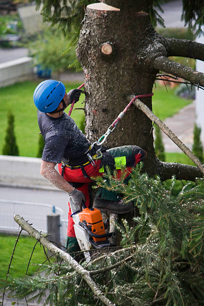 Best Tree Cabling and Bracing  in Madill, OK