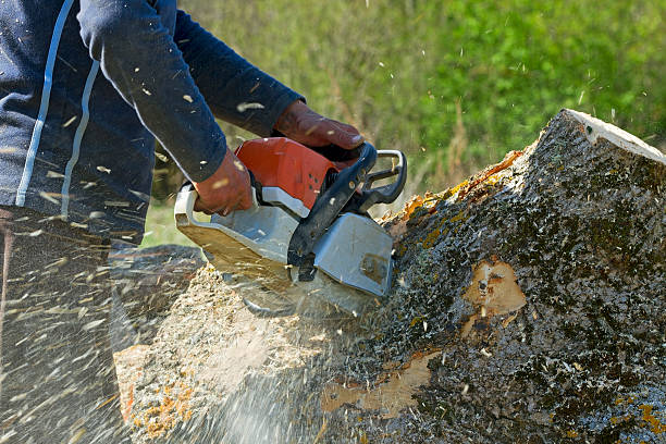 Madill, OK Tree Services Company